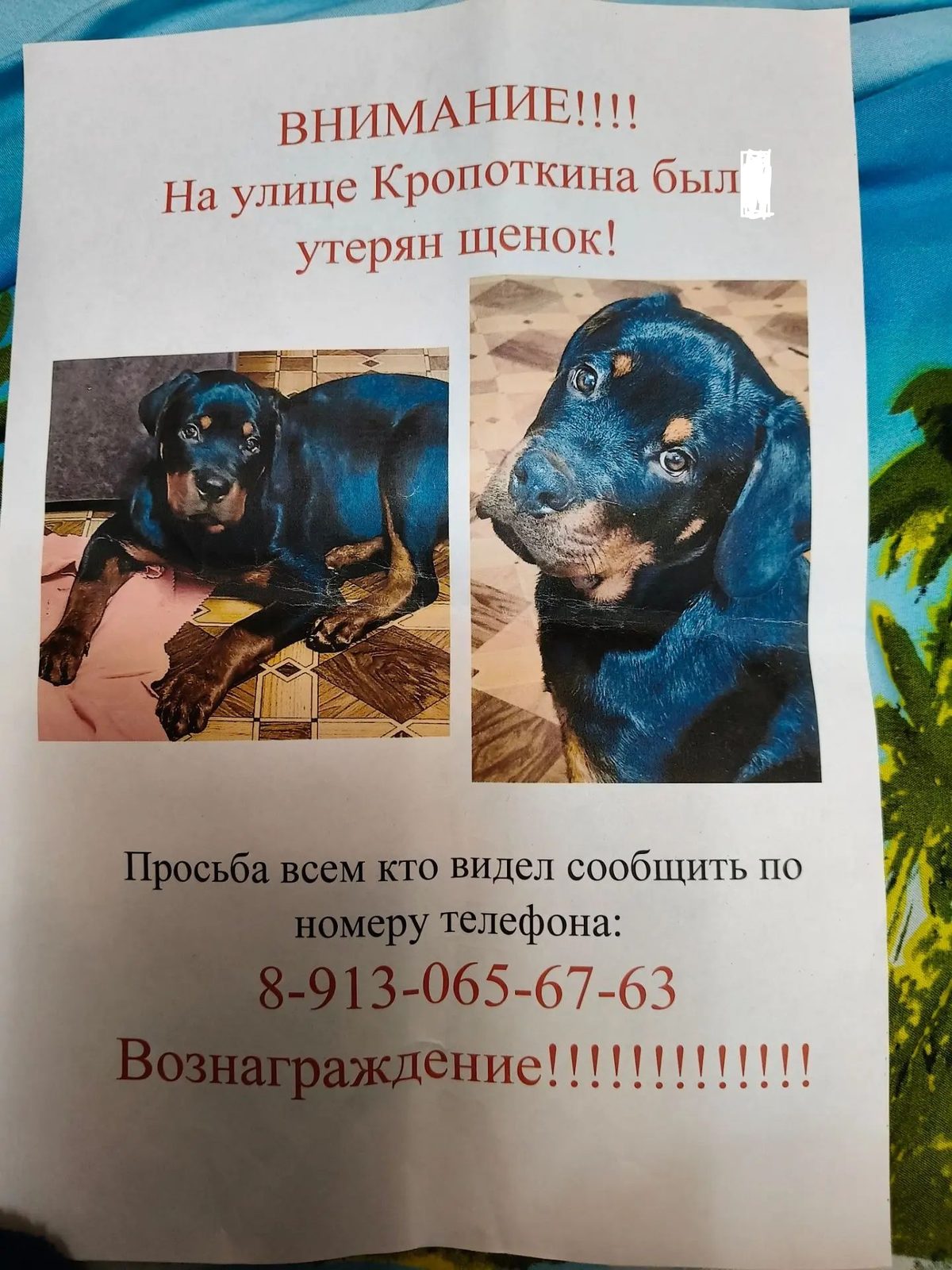 Пропала собака в Новосибирске — Потреляся щенок ротвейлера
