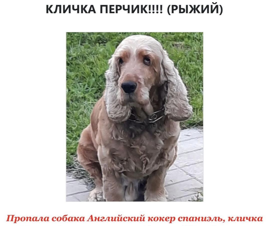 Пропала собака в Домодедове — фото объявления
