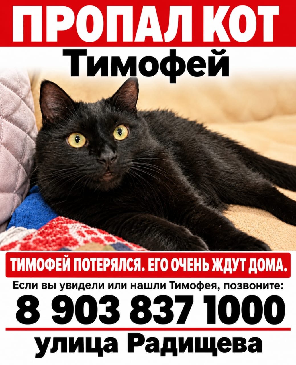 Пропала кошка в Рязани — фото объявления