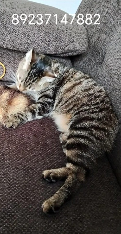 Пропала кошка в Барнауле — # 🐾 ПРОПАЛА КОШЕЧКА! ПОМОГИТЕ НАЙТИ! 🐾