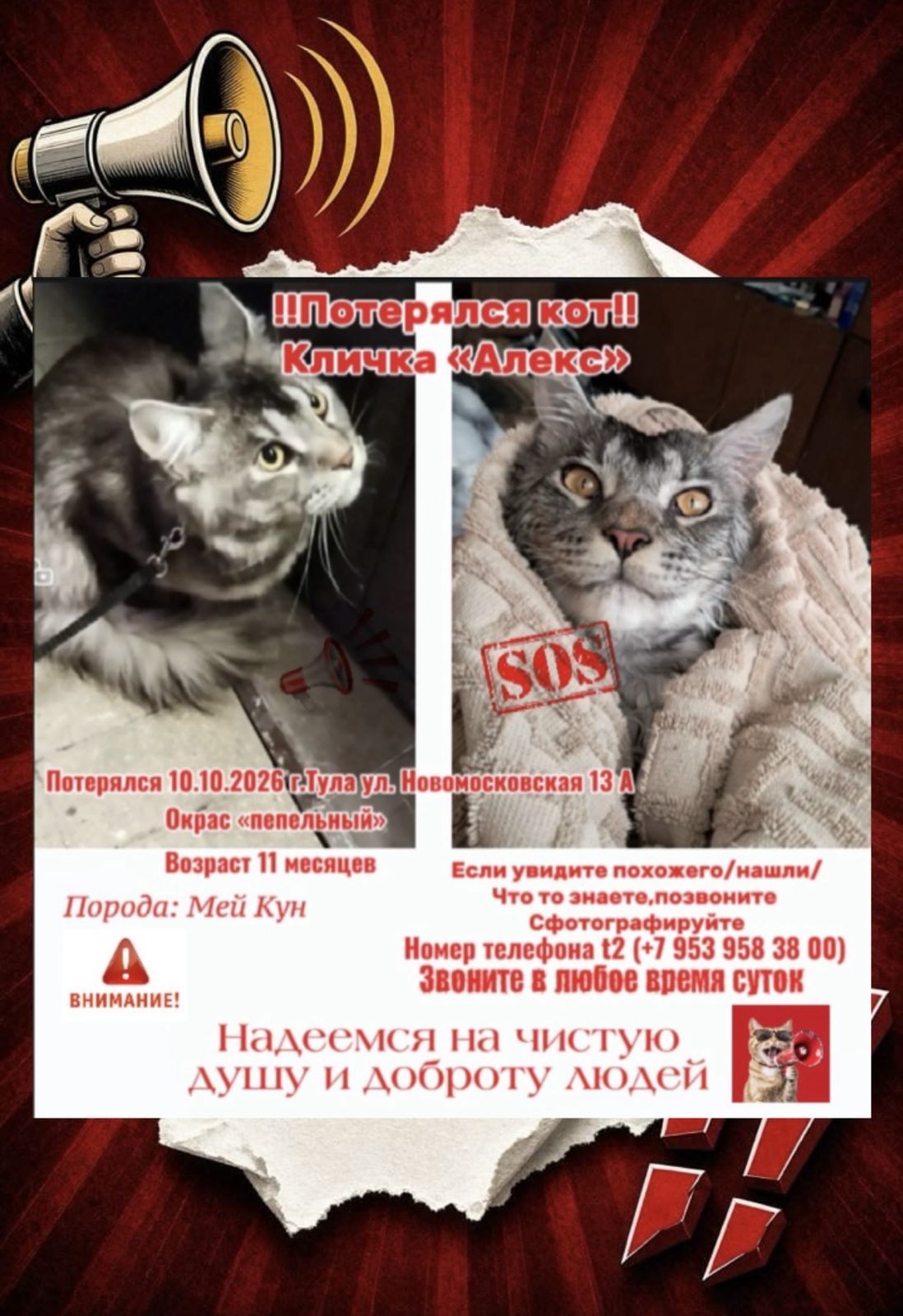Пропала кошка в Туле — Кличка Алекс звоните в любое время суток