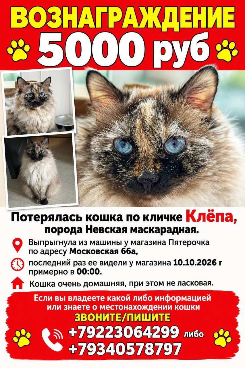 Пропала кошка в Дубовке — фото объявления