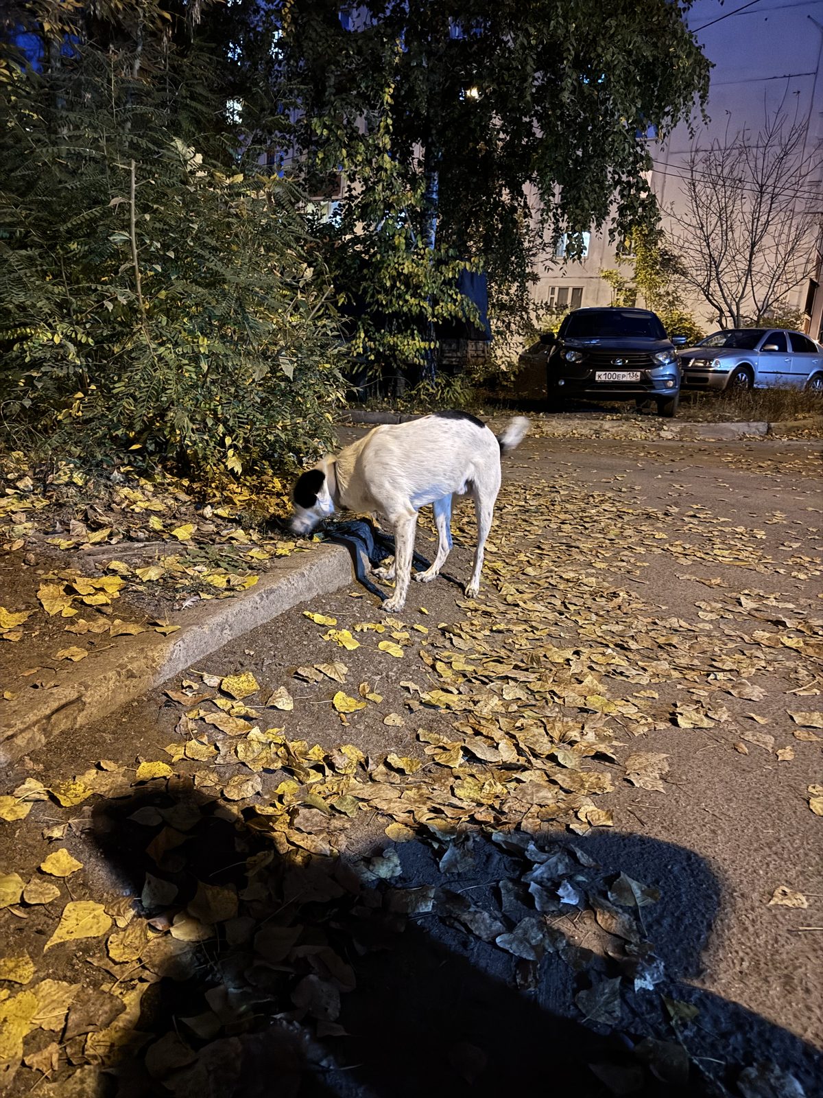 Найдена собака в Воронеже — Собака с ошейником