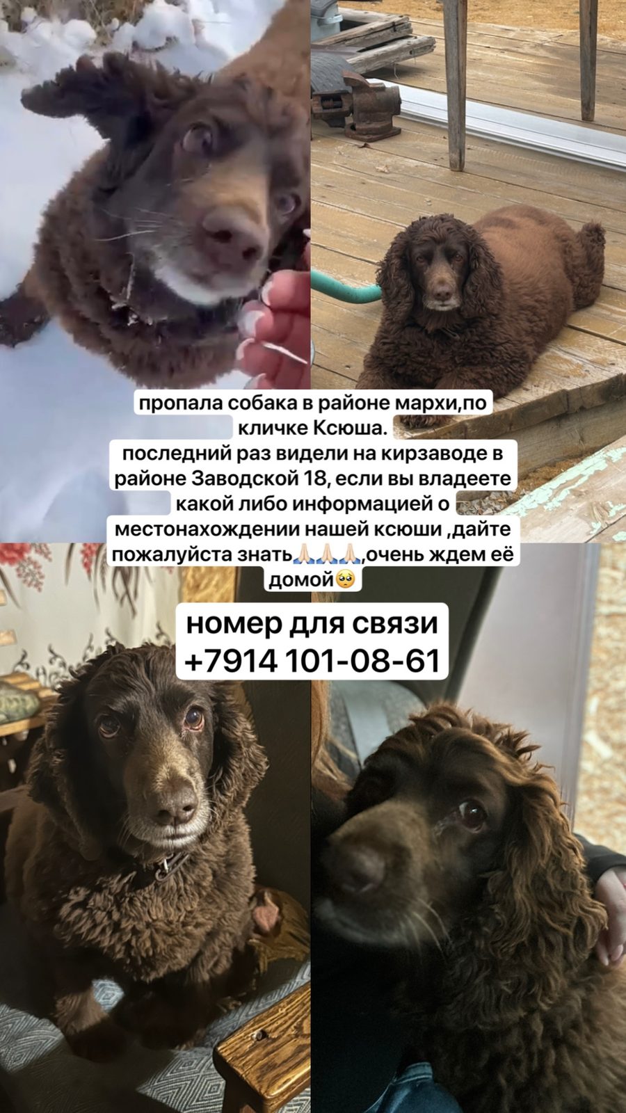 Пропала собака в Якутске — фото объявления