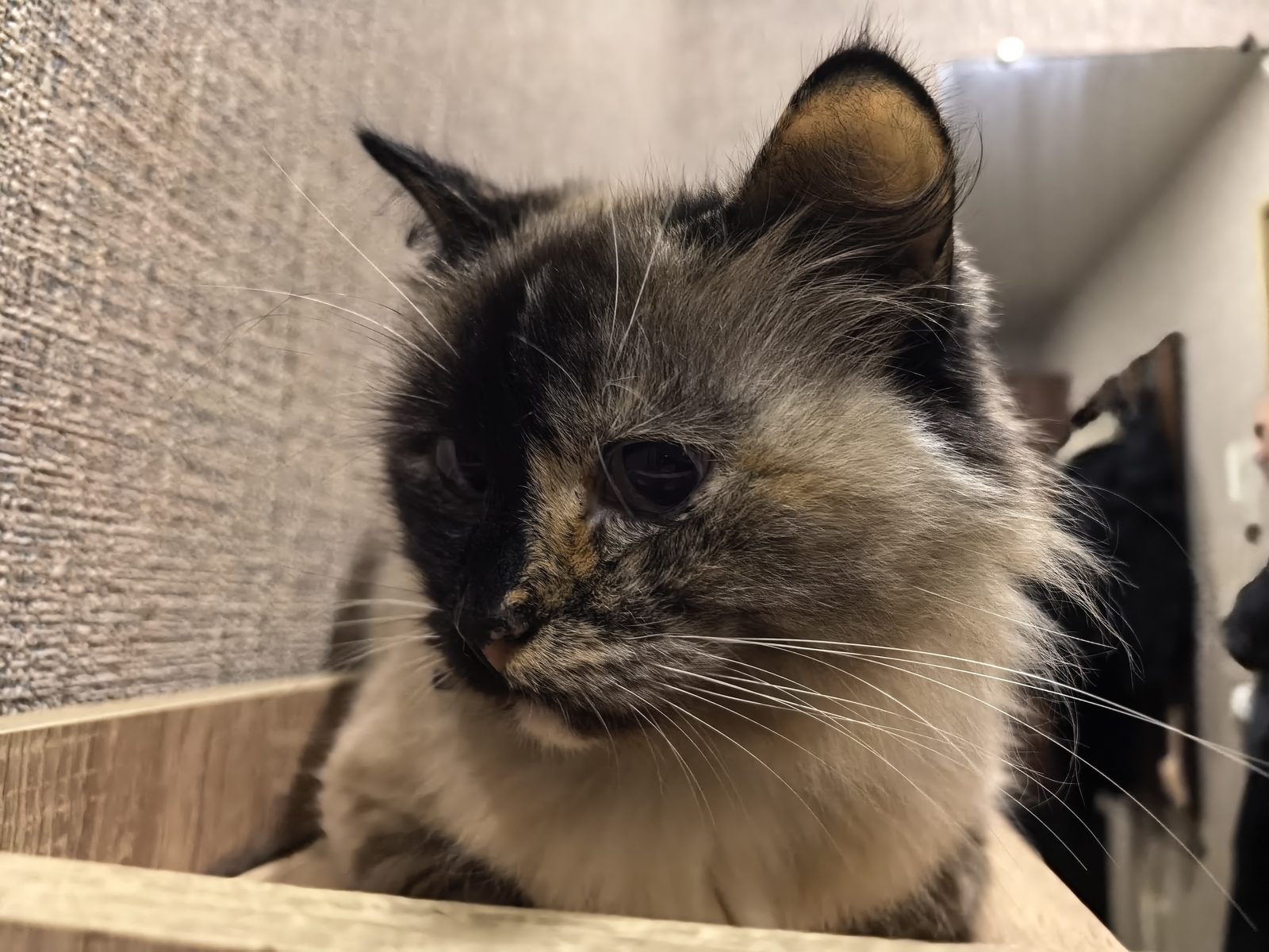 Найдена кошка в Вологде — фото объявления