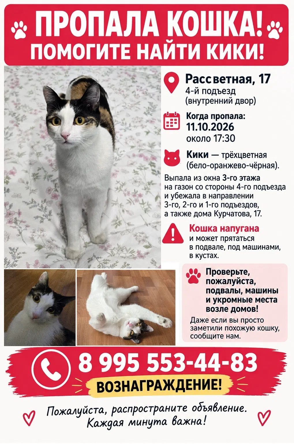 Пропала кошка в Новосибирске — фото объявления