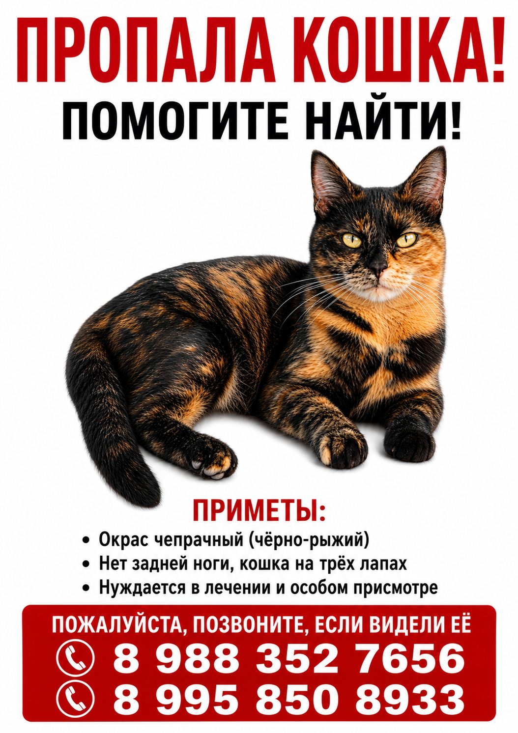 Пропала кошка в Челябинске — фото объявления