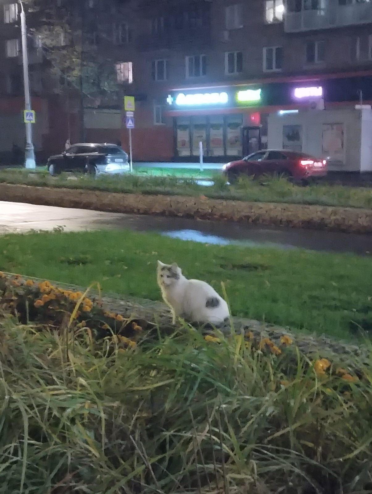 Найдена кошка в Москве — Видела кошку