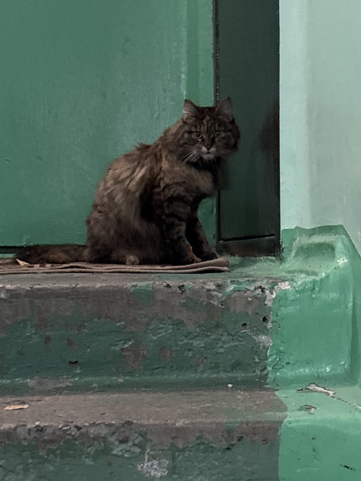 Найдена кошка в Сургуте — фото объявления