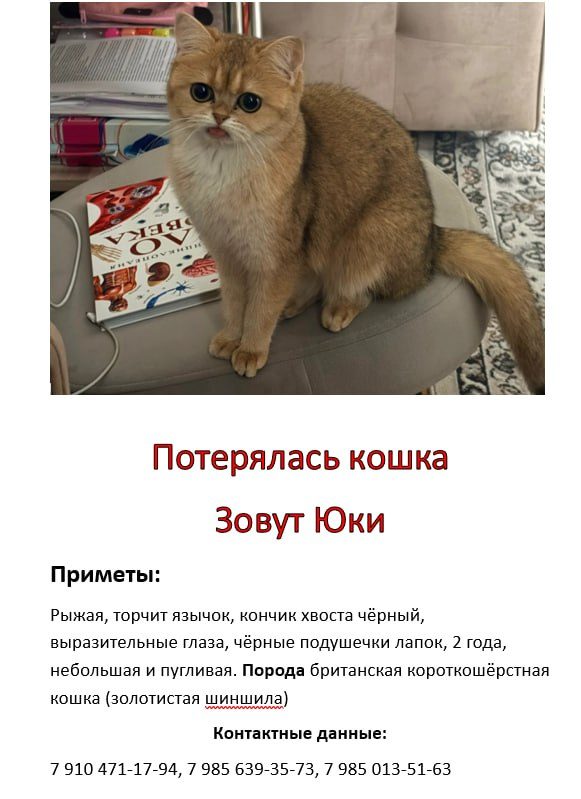 Пропала кошка в Москве — фото объявления