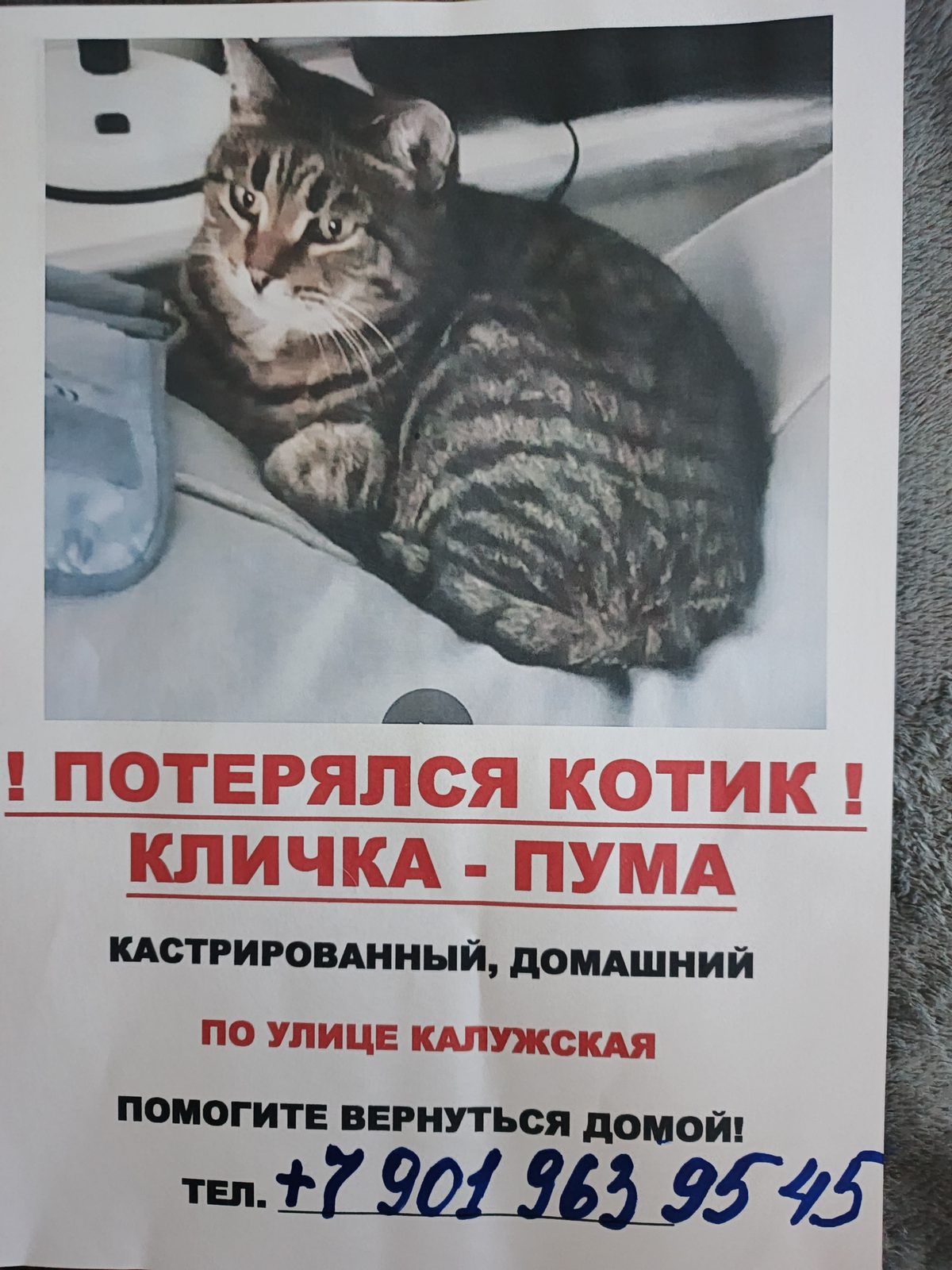 Пропала кошка в Калининграде — фото объявления