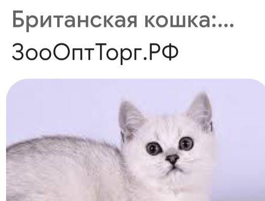 Найдена кошка в Москве — Видела потеряшку, примерно вот такой