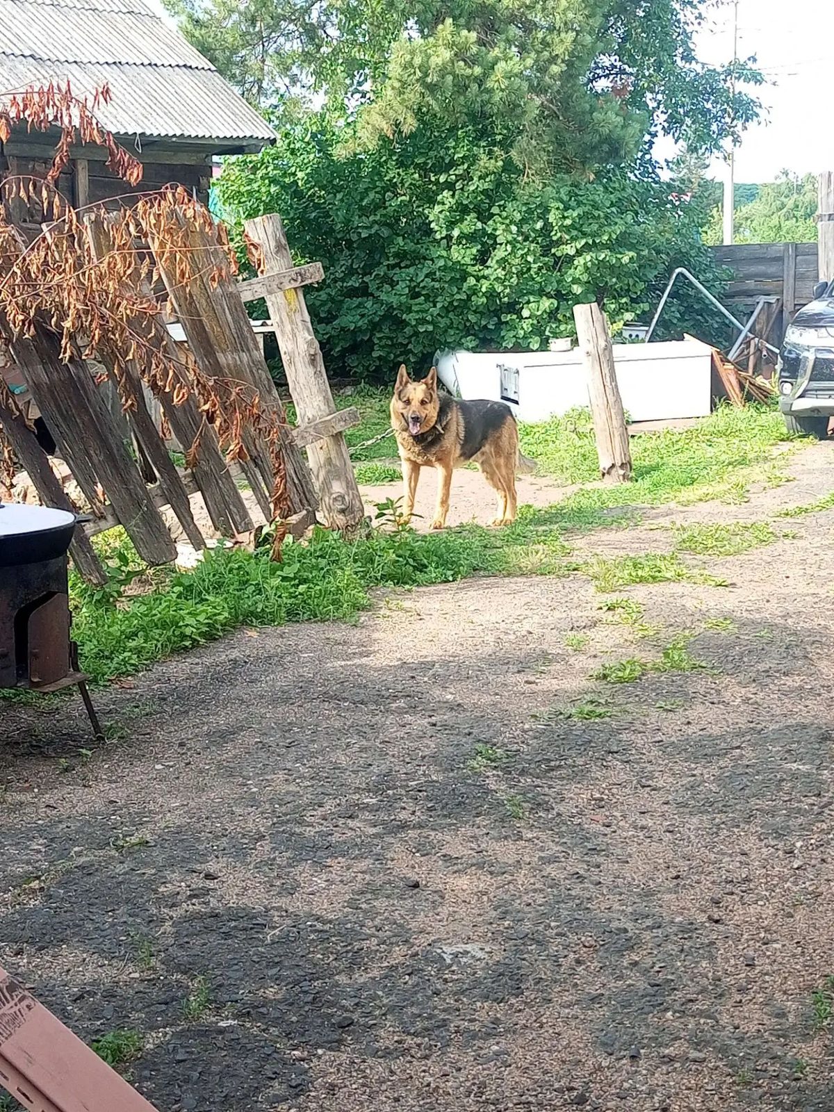 Пропала собака в Благовещенске — фото объявления