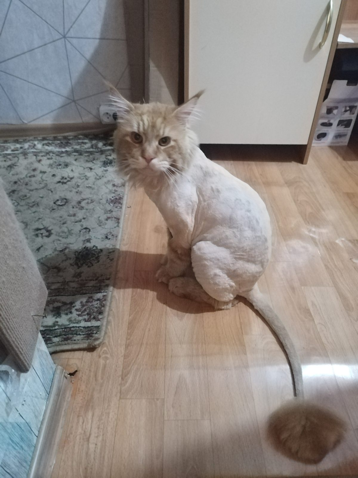 Пропала кошка в Омске — Ищу кота