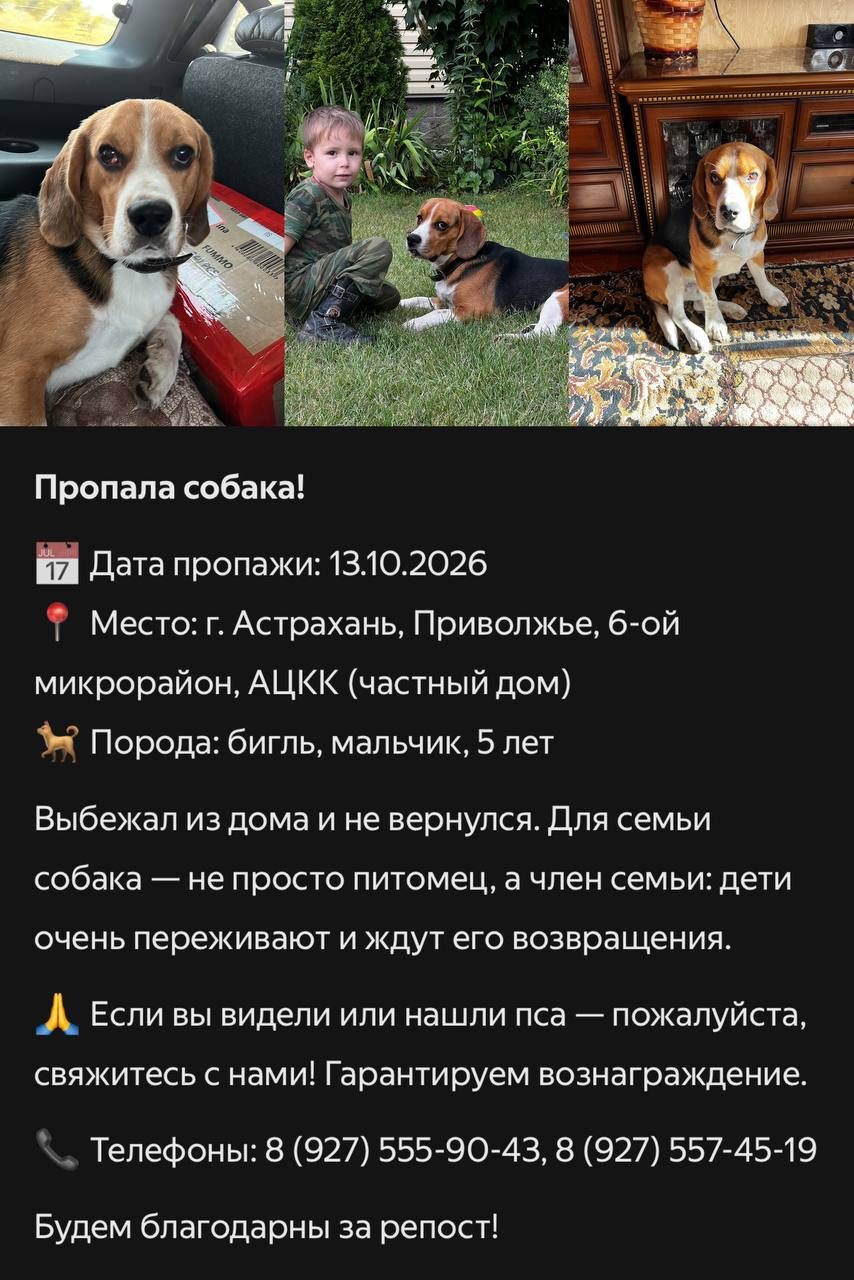 Пропала собака в Астрахани — фото объявления