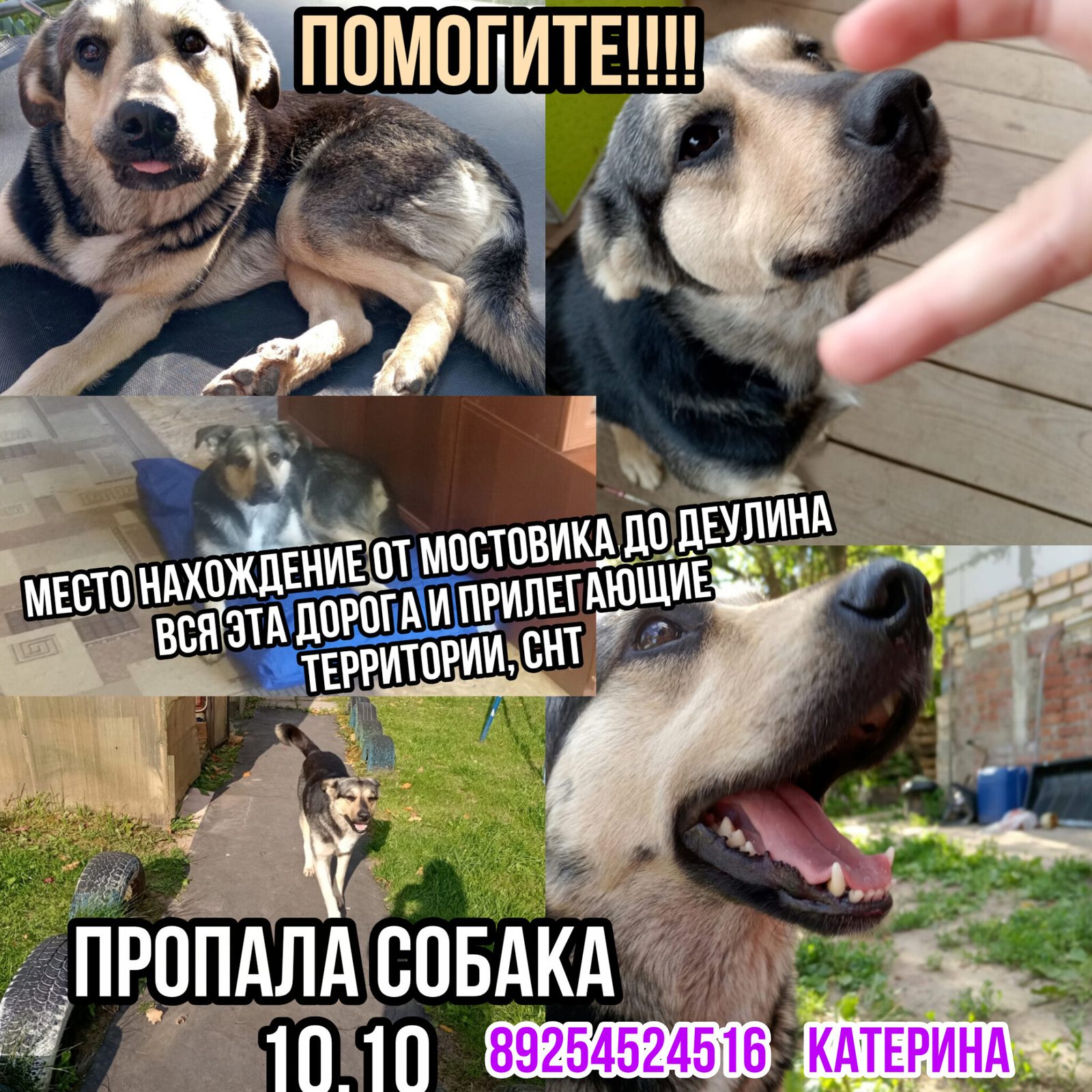Пропала собака в Сергиевом Посаде — фото объявления
