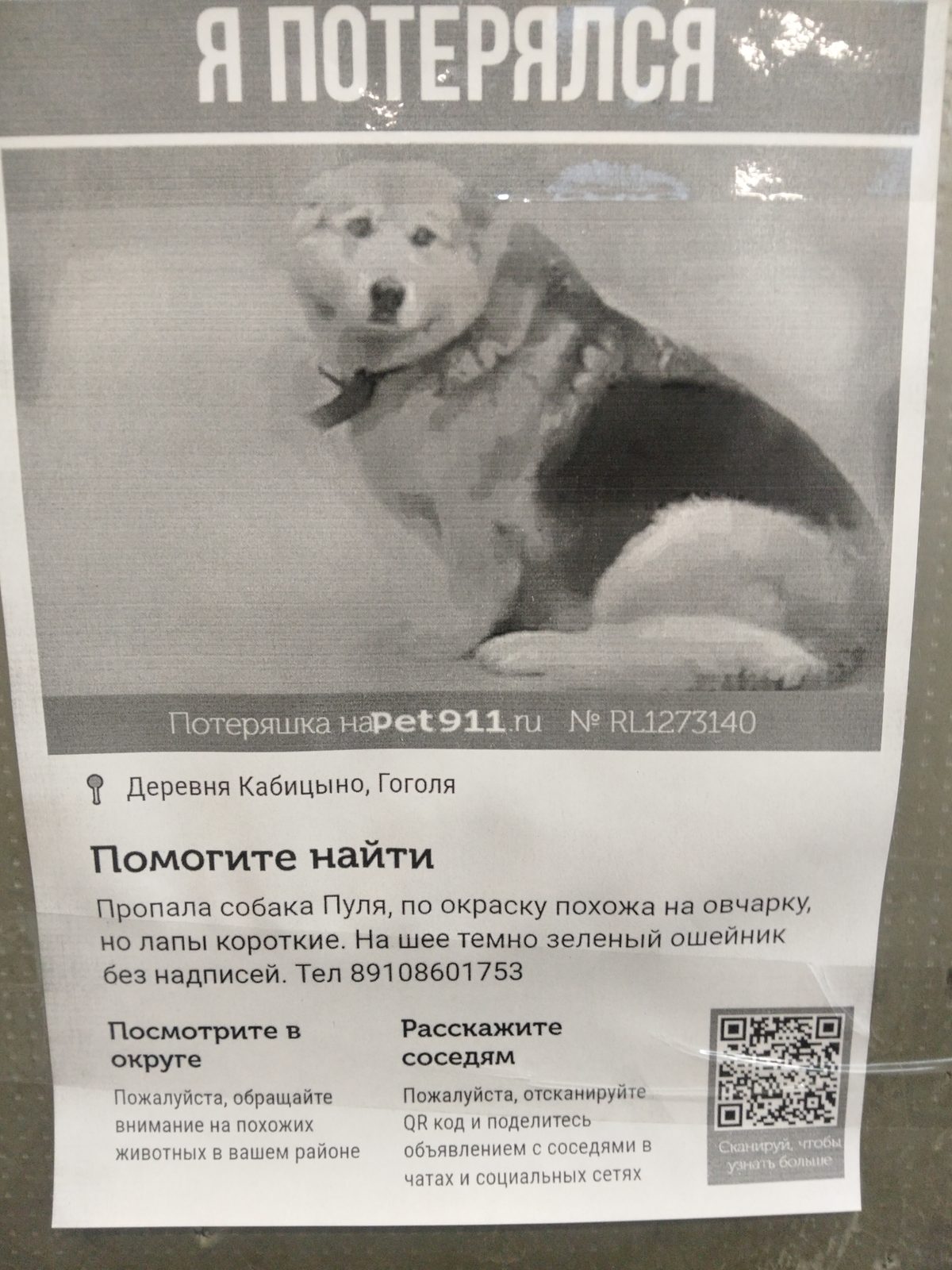 Пропала собака в Балабанове — фото объявления