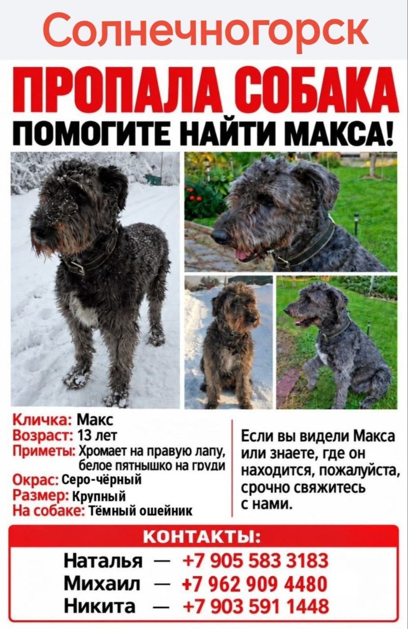 Пропала собака в Солнечногорске — фото объявления