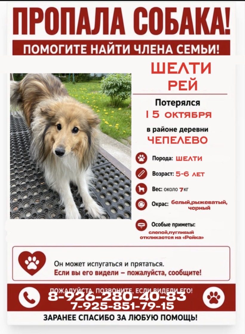 Пропала собака в Чехове — слепой,пугливый. очень надеемся на помощь