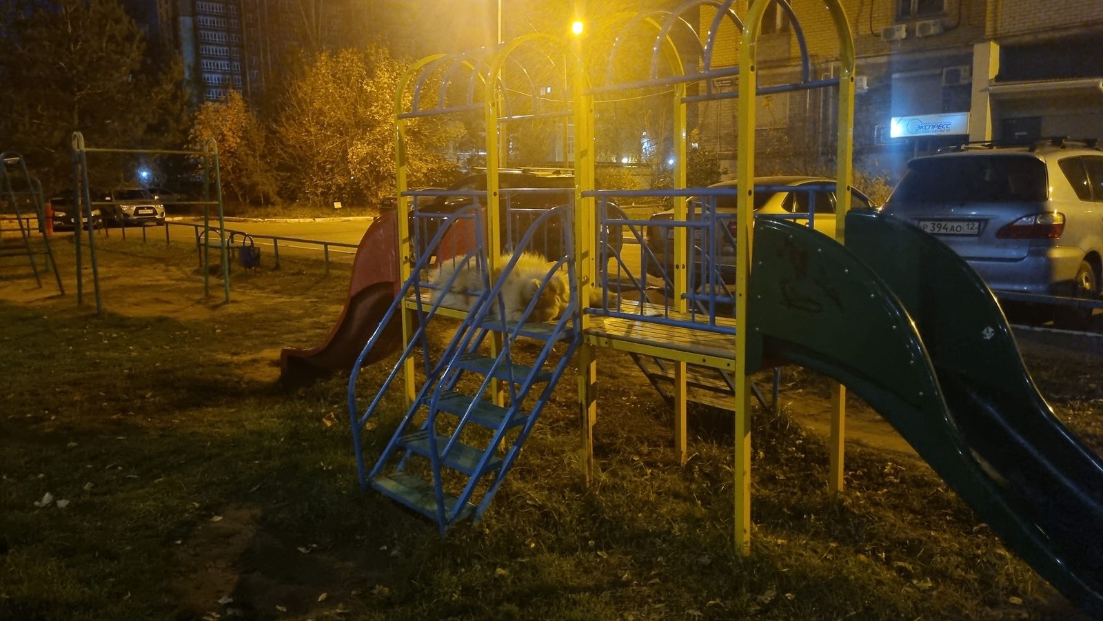 Найдена собака в Йошкар-Оле — фото объявления