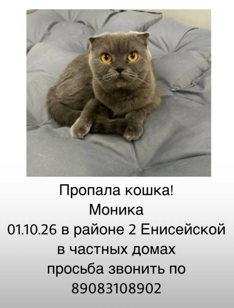 Пропала кошка в Омске — Ищу кошку