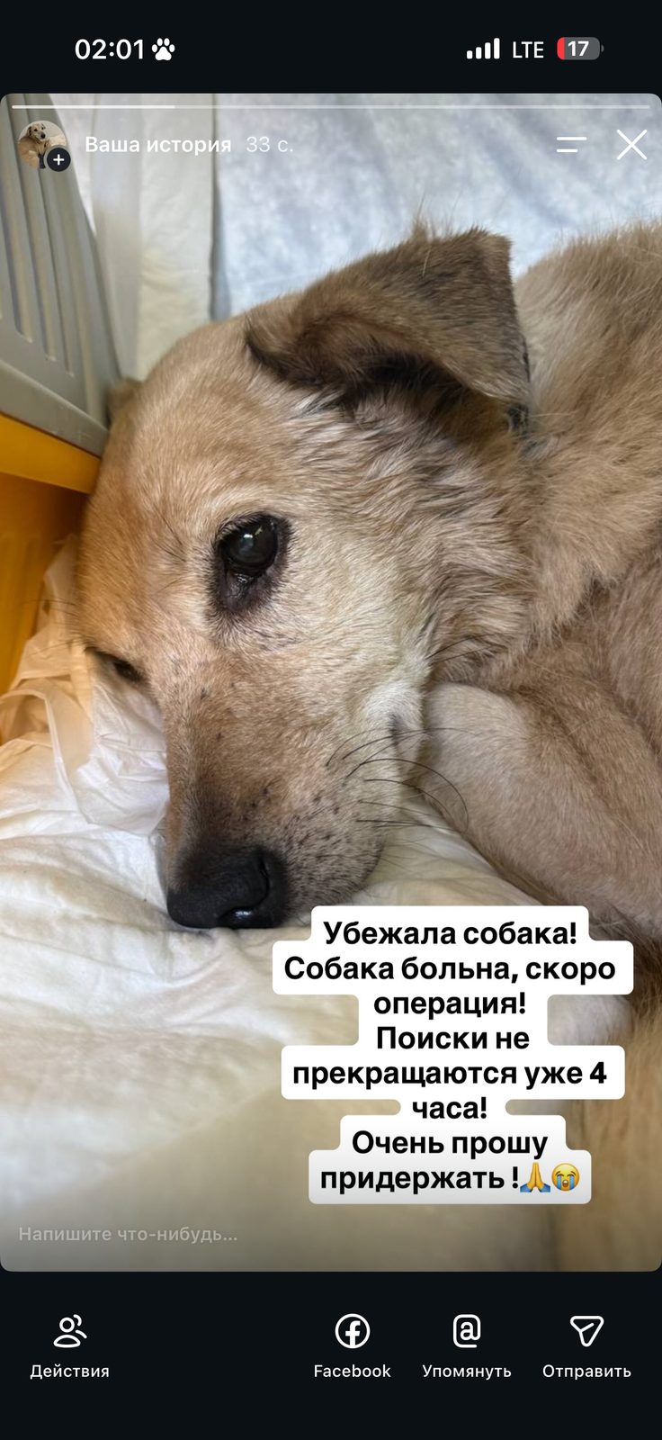 Пропала собака в Йошкар-Оле — Помогите! Убежала собака перед операцией!