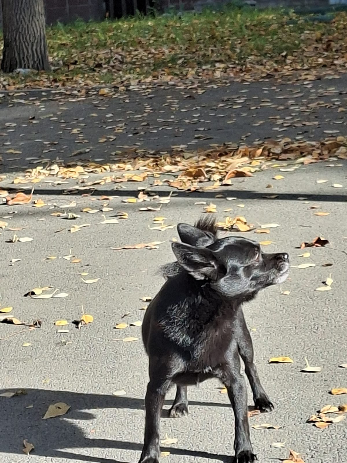 Найдена собака в Челябинске — Бегает пёсик 🐕
