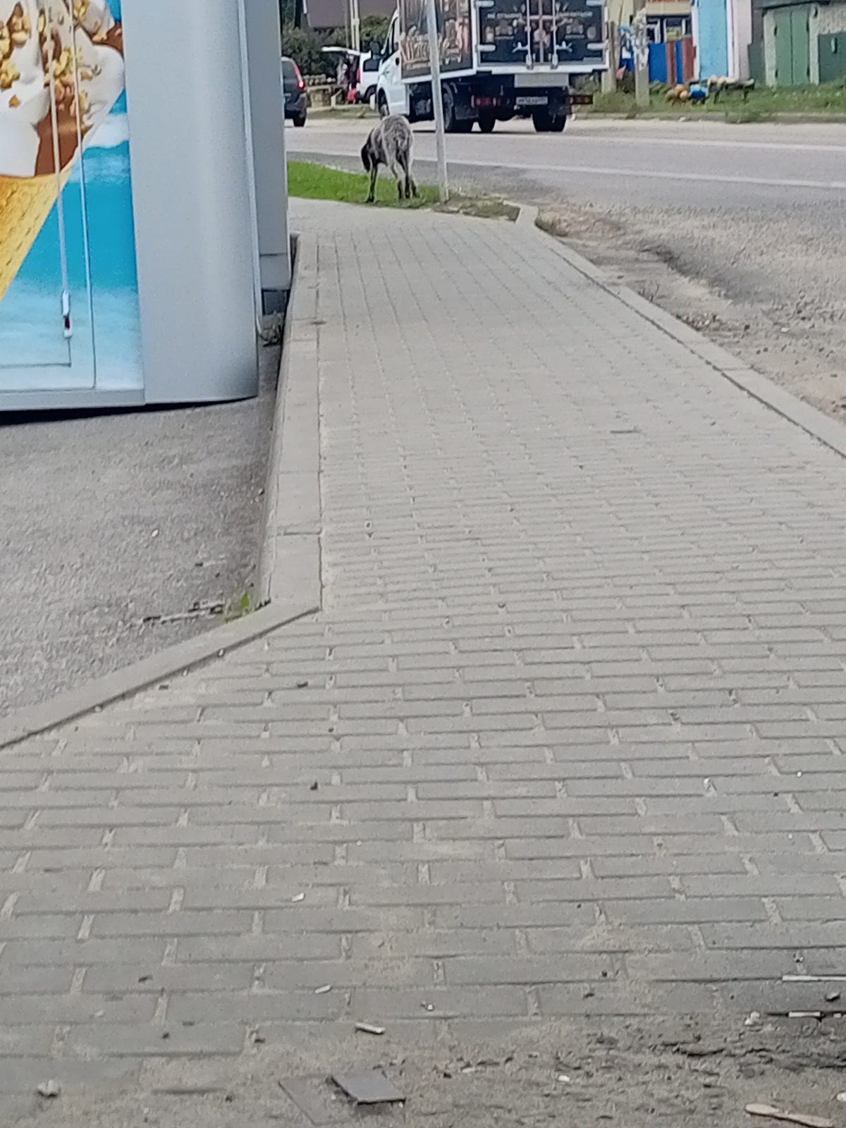 Найдена собака в Липецке — Замечен дратхаар