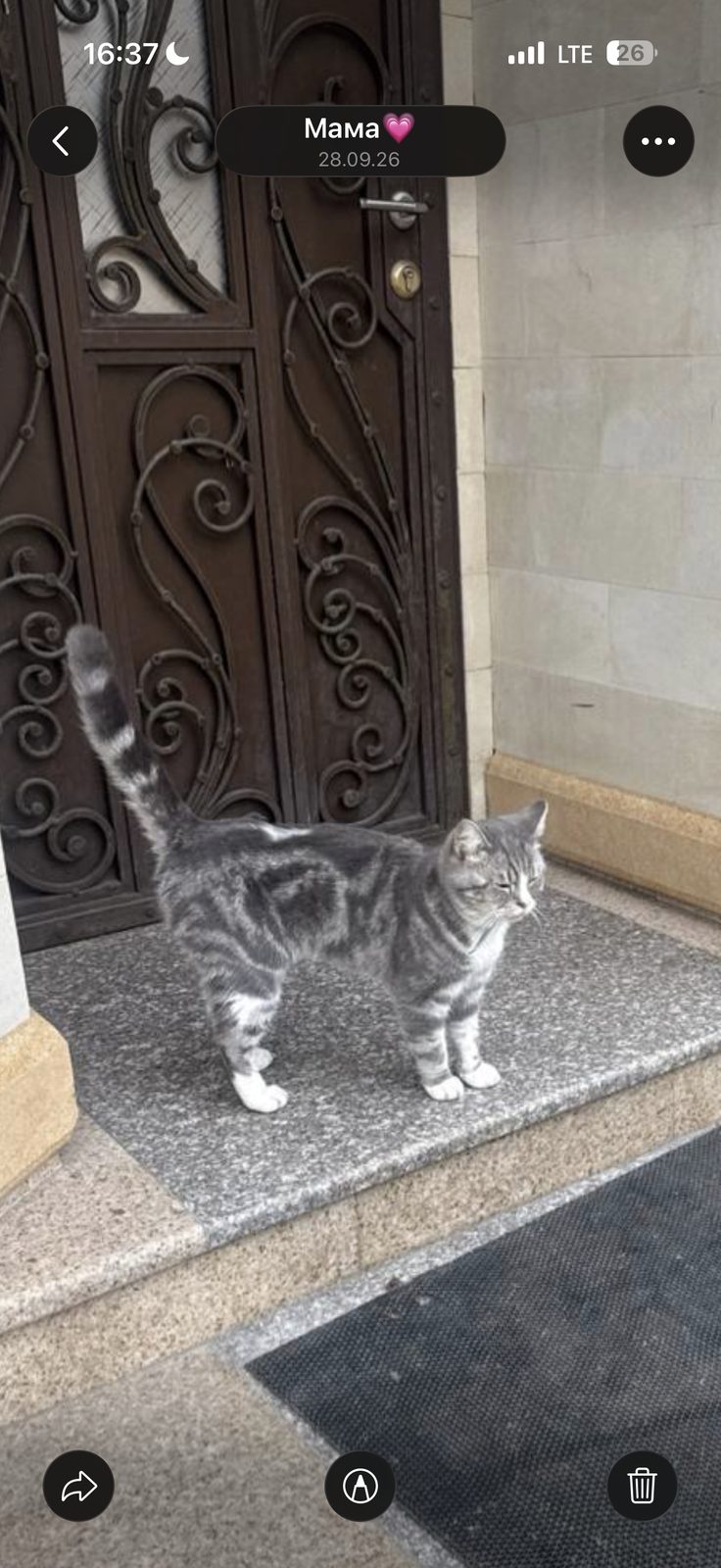 Пропала кошка в Москве — фото объявления