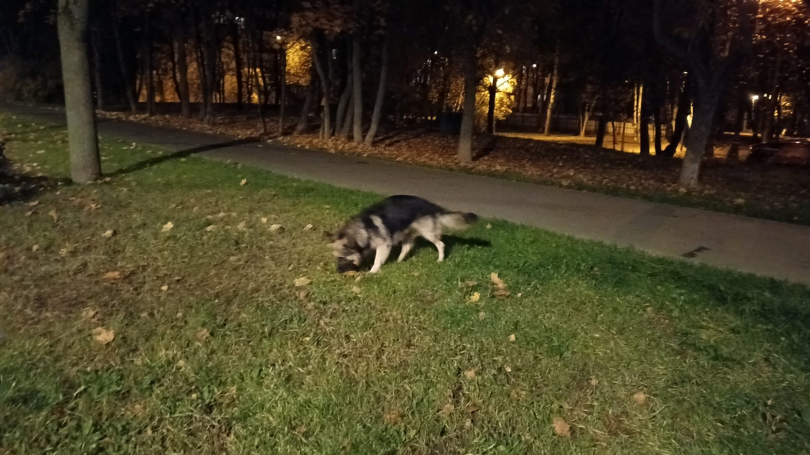 Найдена собака в Москве — Чертаново Южное, 3-й Дорожный проезд