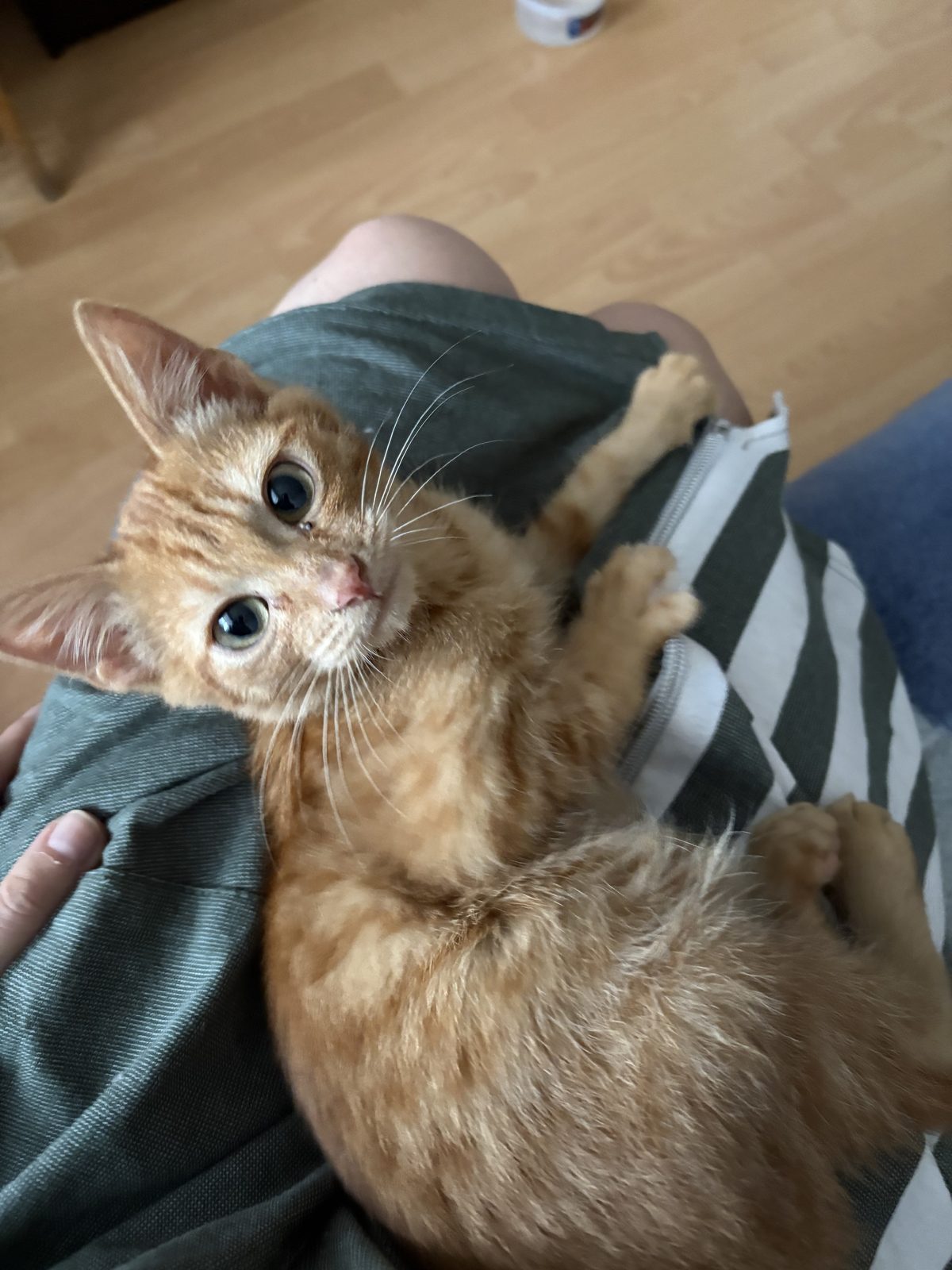 Найдена кошка в Ижевске — Котенок