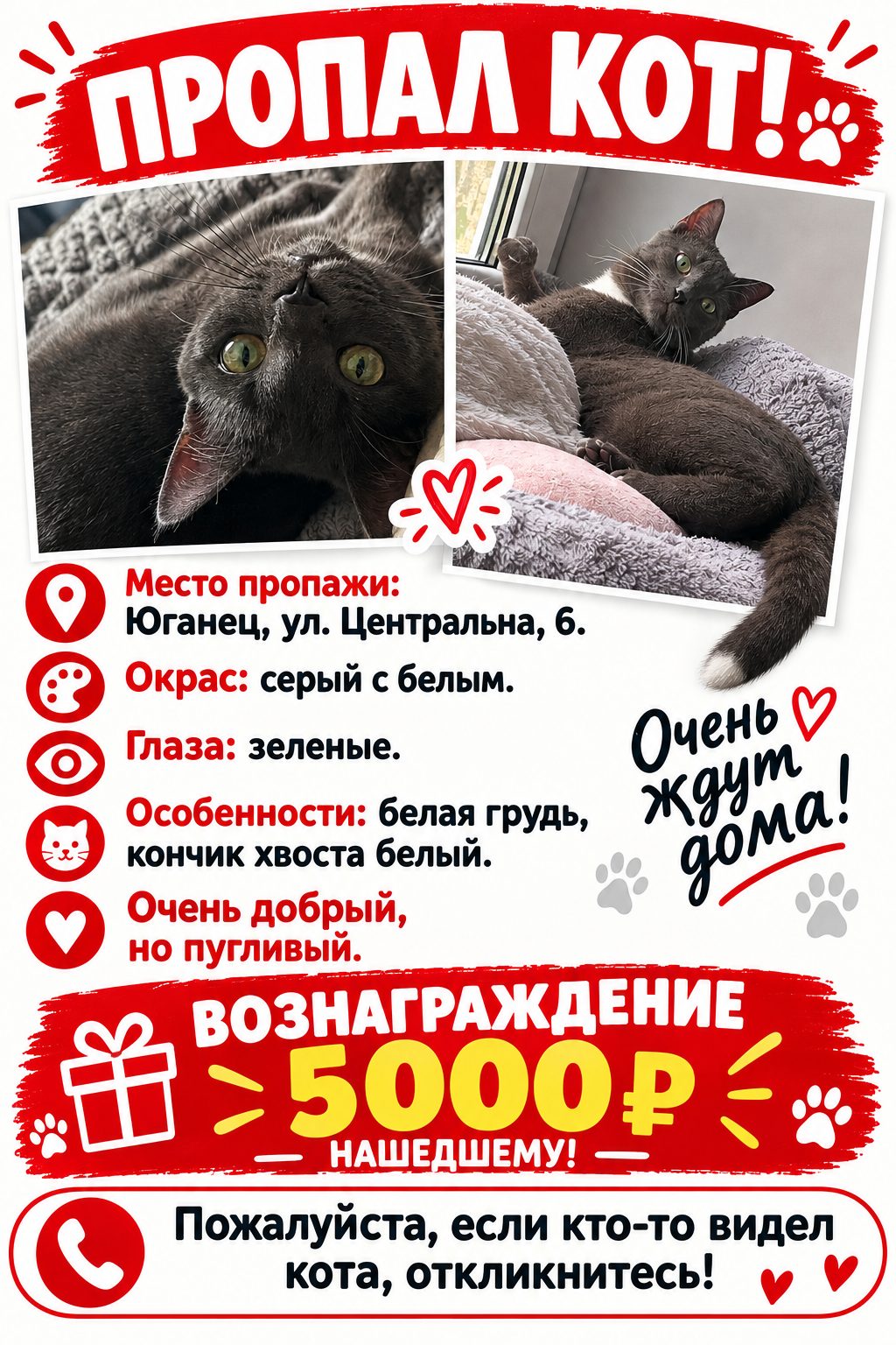 Пропала кошка в Володарске — фото объявления