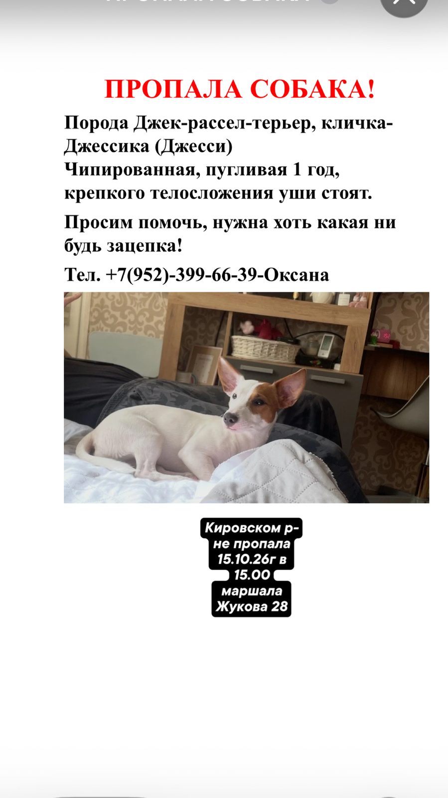 Пропала собака в Санкт-Петербурге — фото объявления