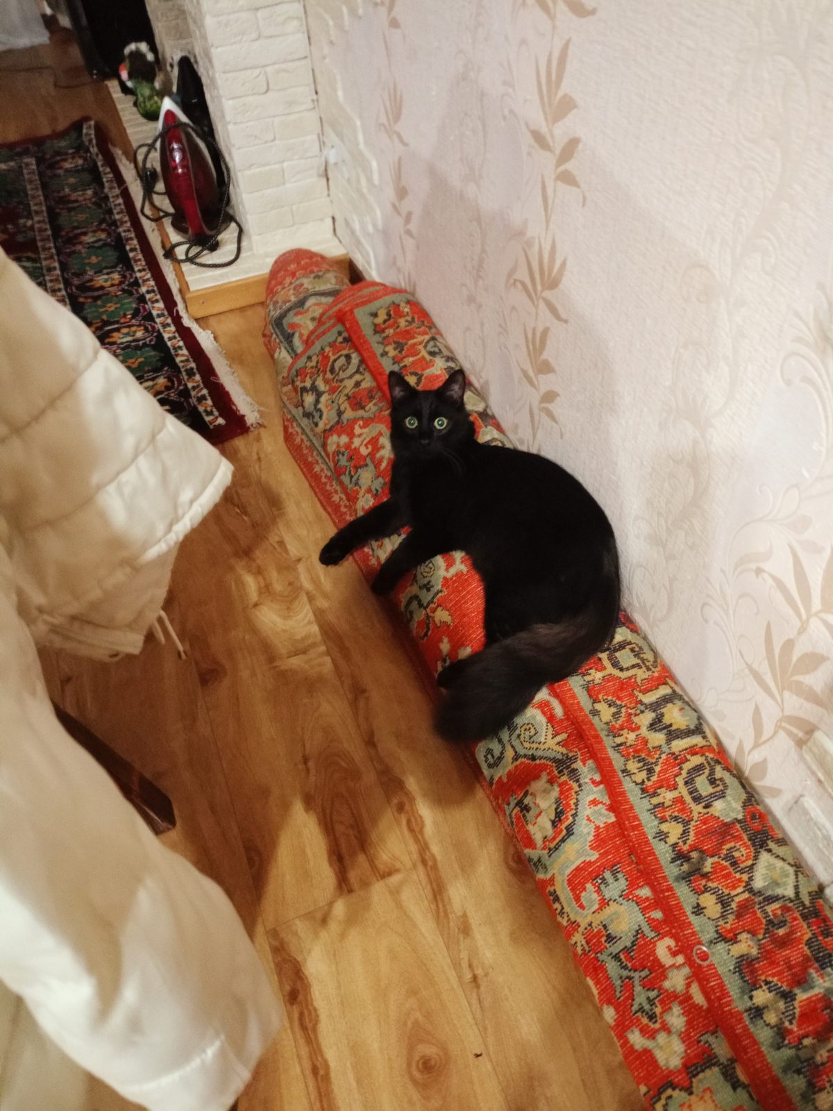 Пропала кошка в Электрогорске — Помогите найти