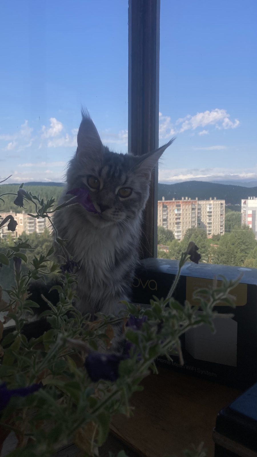 Пропала кошка в Челябинске — Помогите найти кошку, награда денежная5-10тыщ
