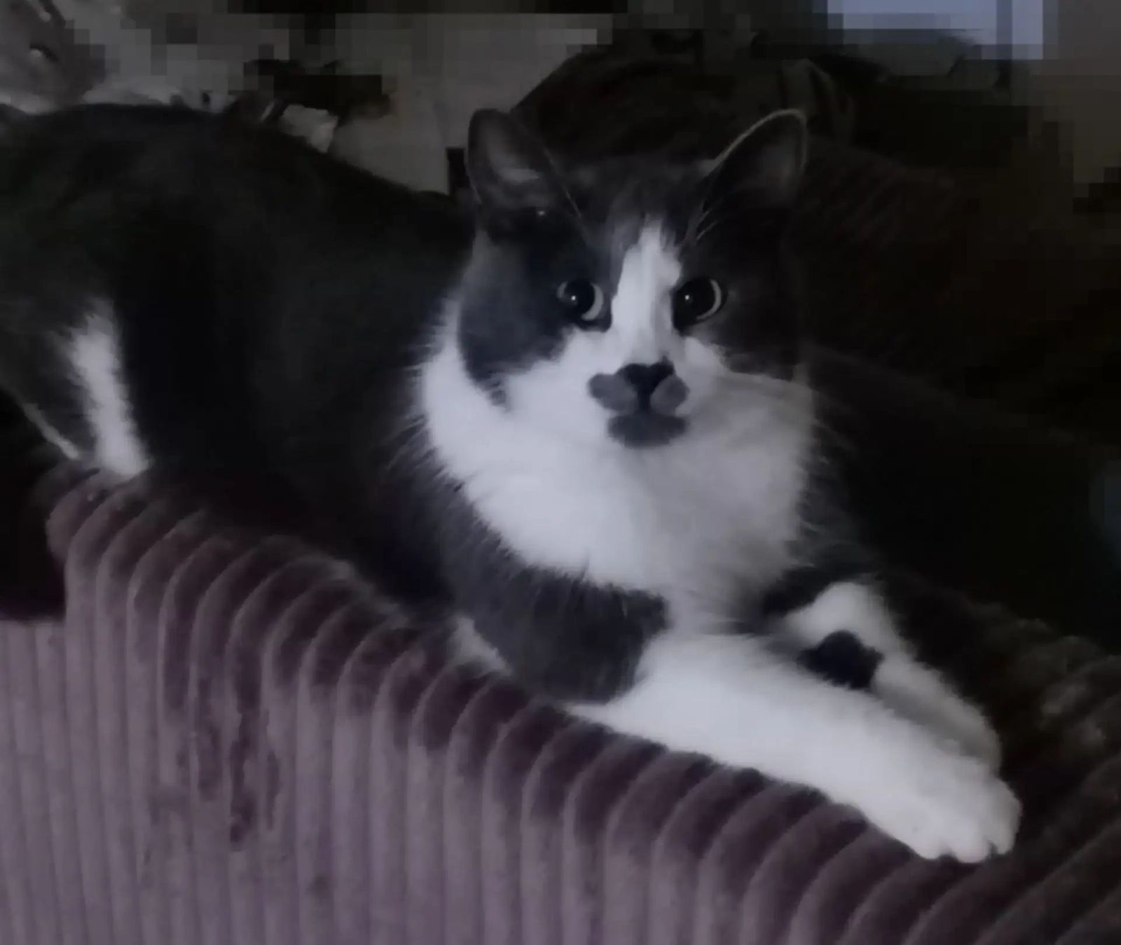 Пропала кошка в Чите — Маруся