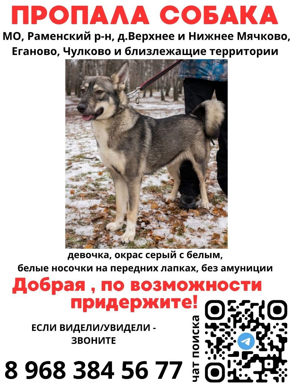 Пропала собака в Раменском — фото объявления