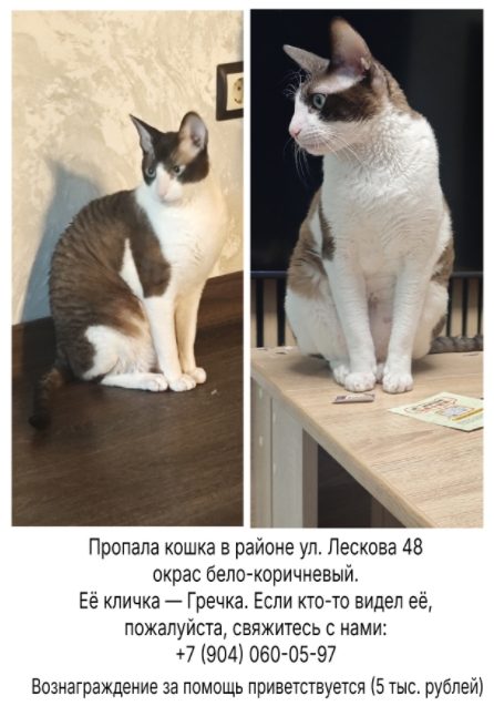 Пропала кошка в Нижнем Новгороде — фото объявления