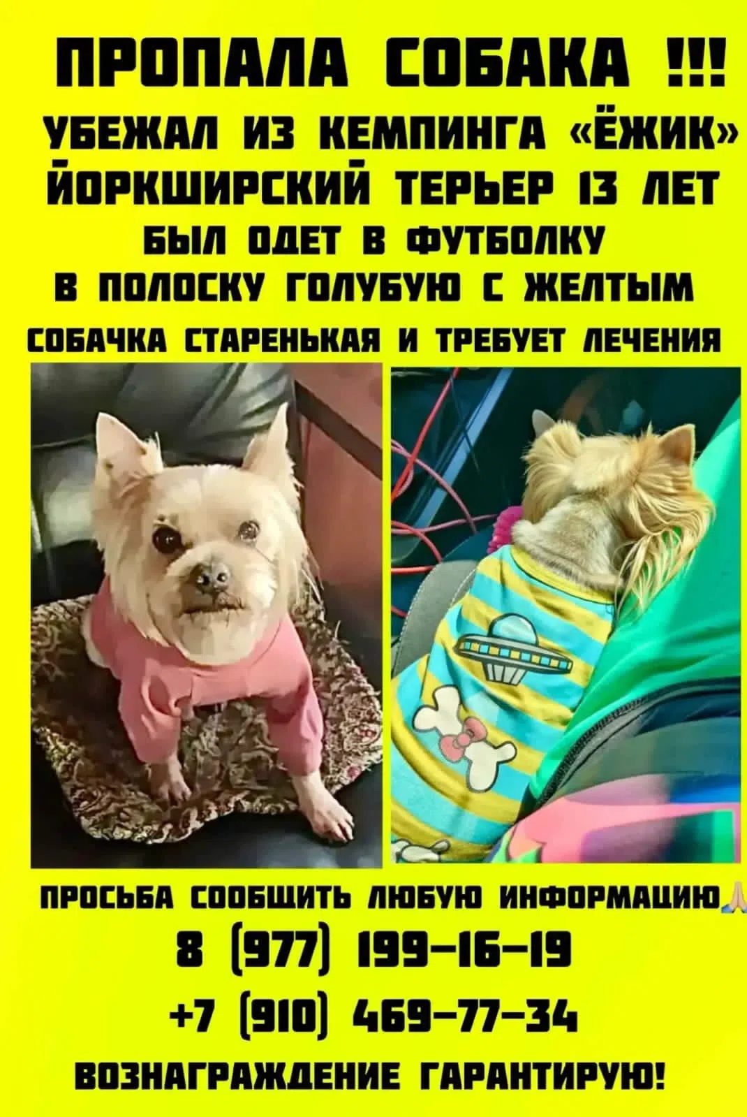 Пропала собака в Геленджике — Помогите пожалуйста найти 🙏