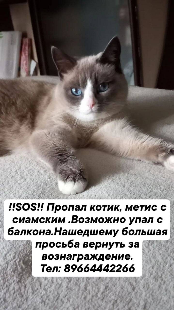 Пропала кошка в Электростали — фото объявления