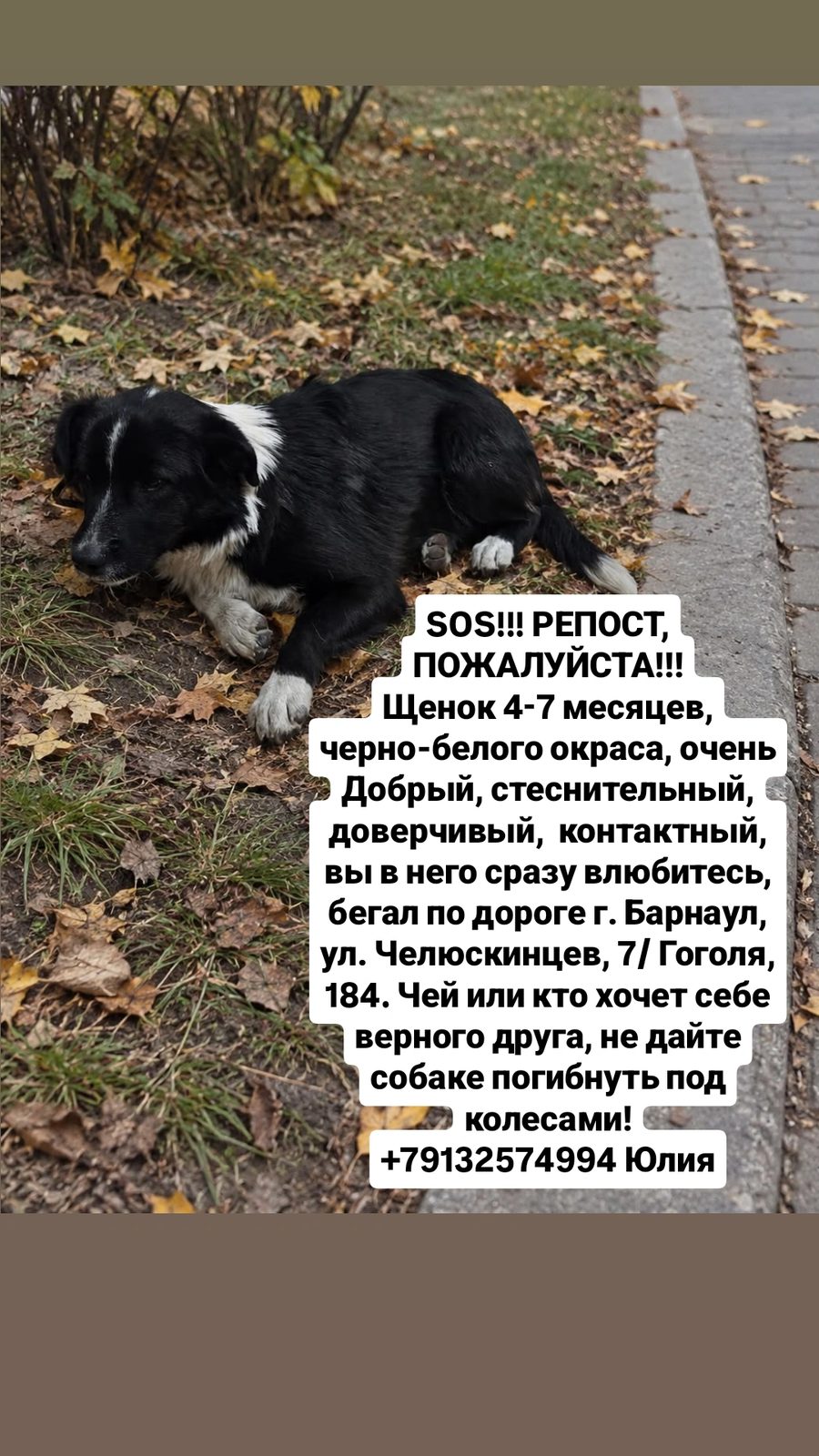 Найдена собака в Барнауле — фото объявления