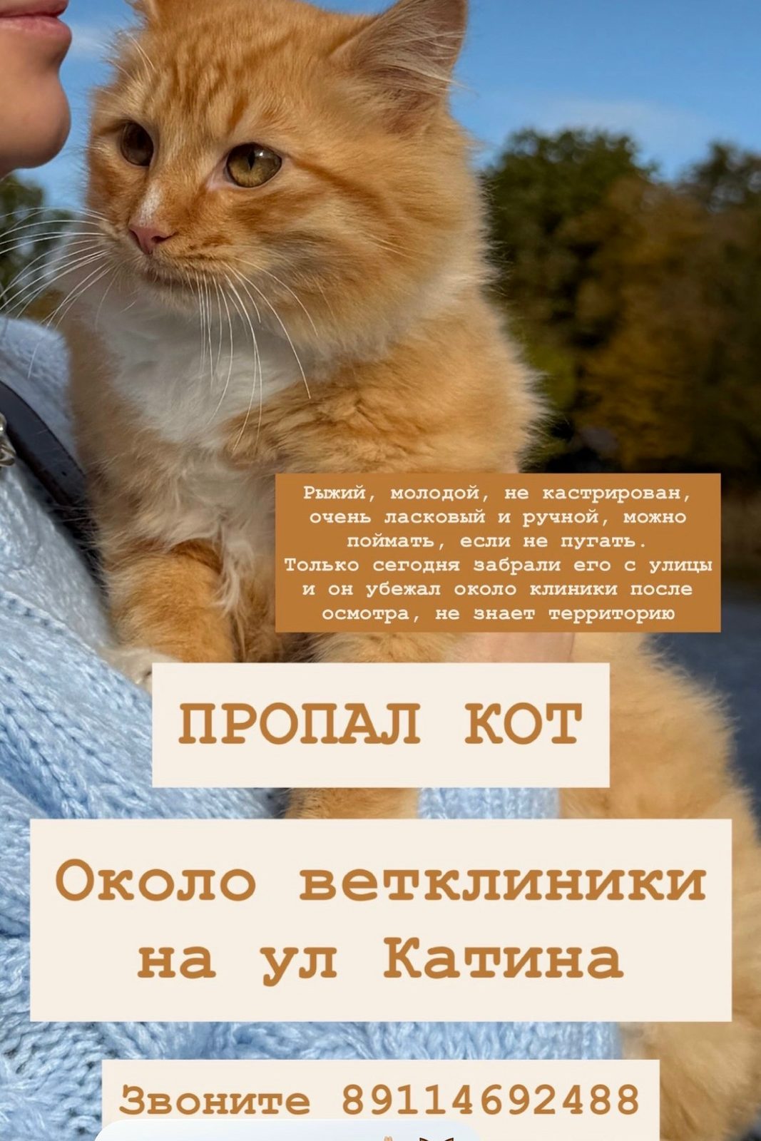 Пропала кошка в Калининграде — фото объявления