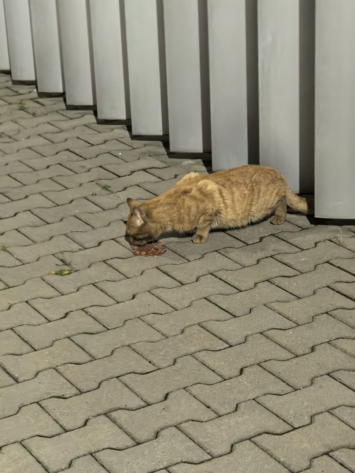 Найдена кошка в Санкт-Петербурге — Рыжий кот/кошка в Пулково