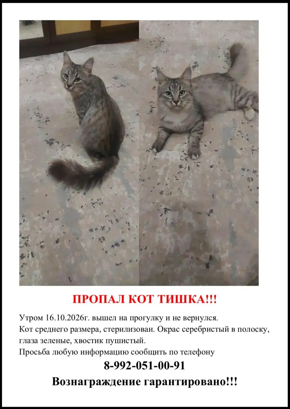 Пропала кошка в Воронеже — Помогите найти котика!!