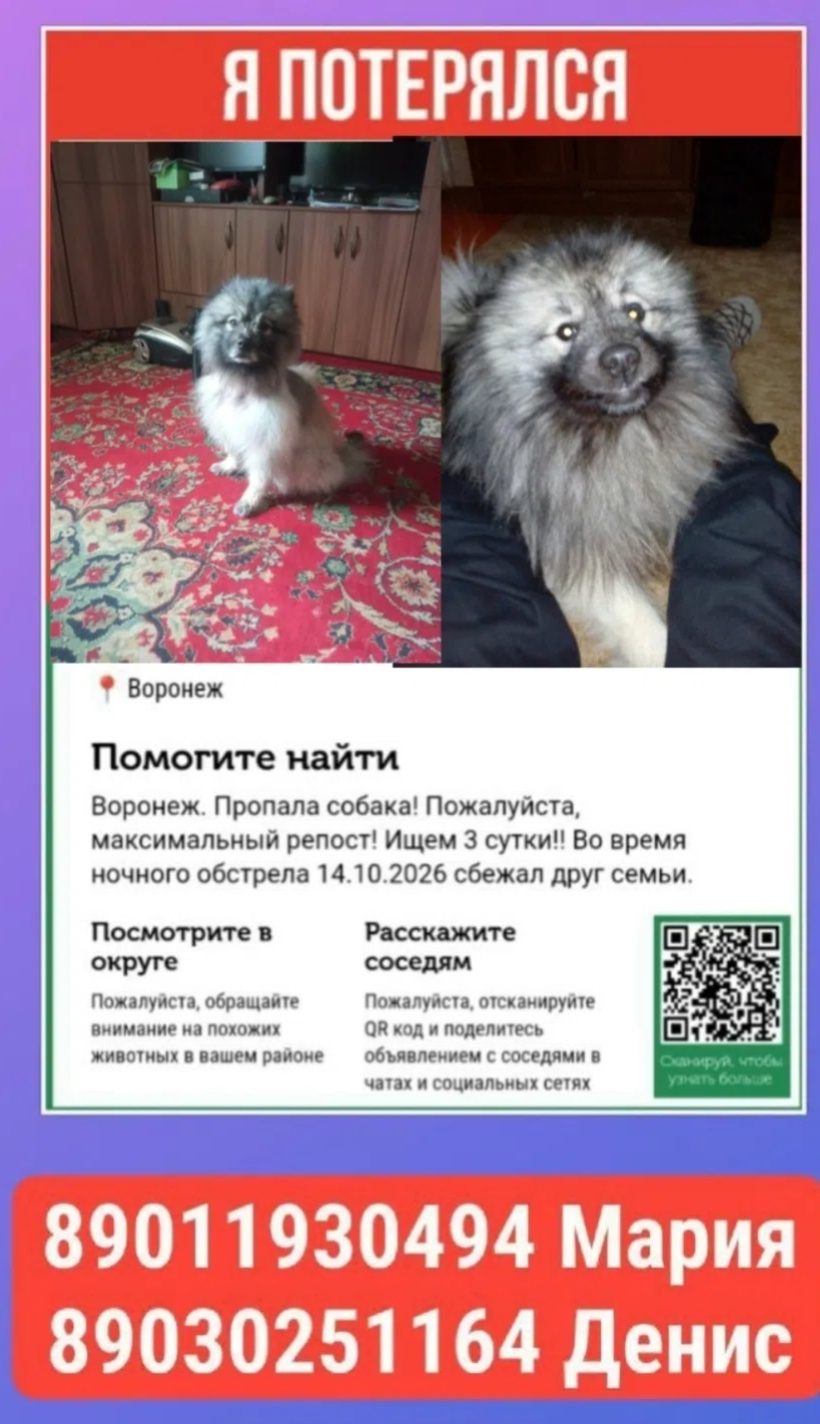 Пропала собака в Воронеже — фото объявления