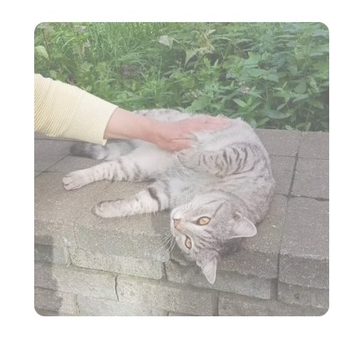 Пропала кошка в Нижнем Новгороде — фото объявления