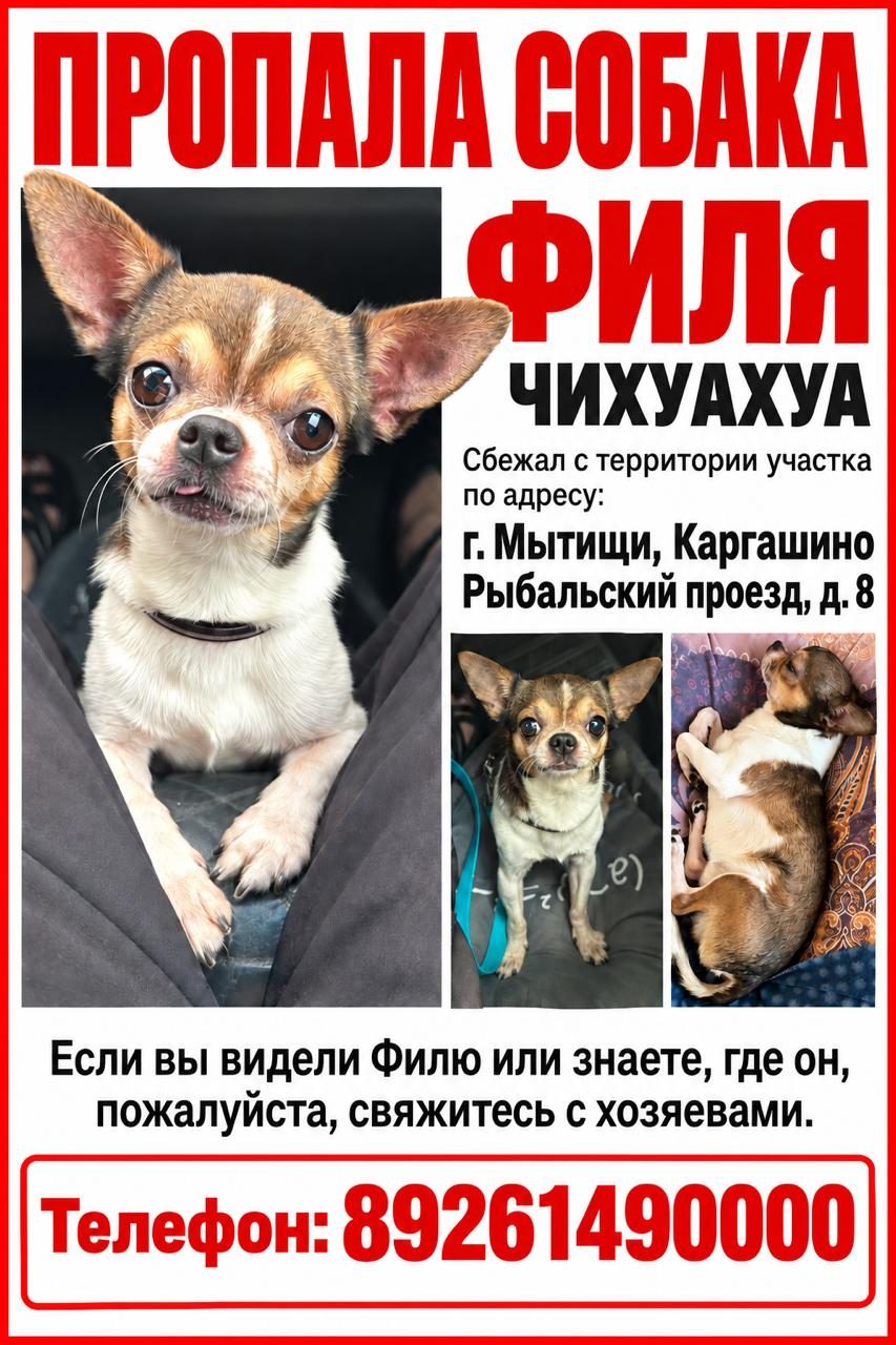 Пропала собака в Мытищах — Умоляю, помогите найти питомца любимого🙏🙏🙏