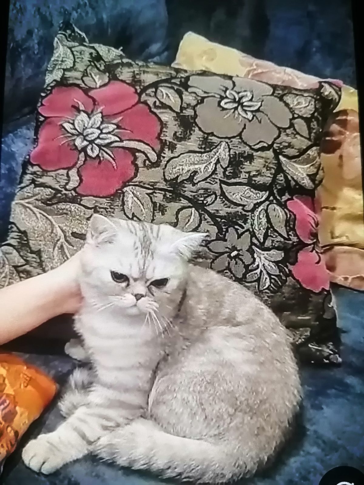 Пропала кошка в Омске — фото объявления