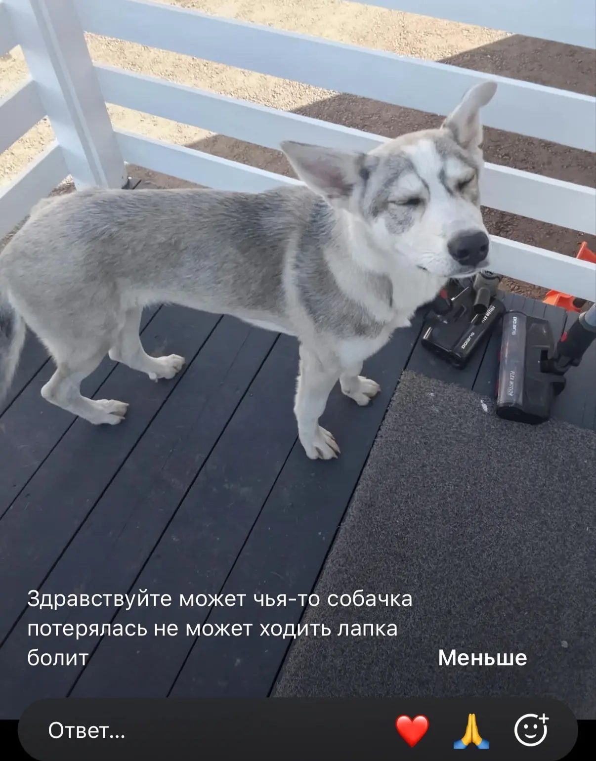 Найдена собака в Домодедове — фото объявления