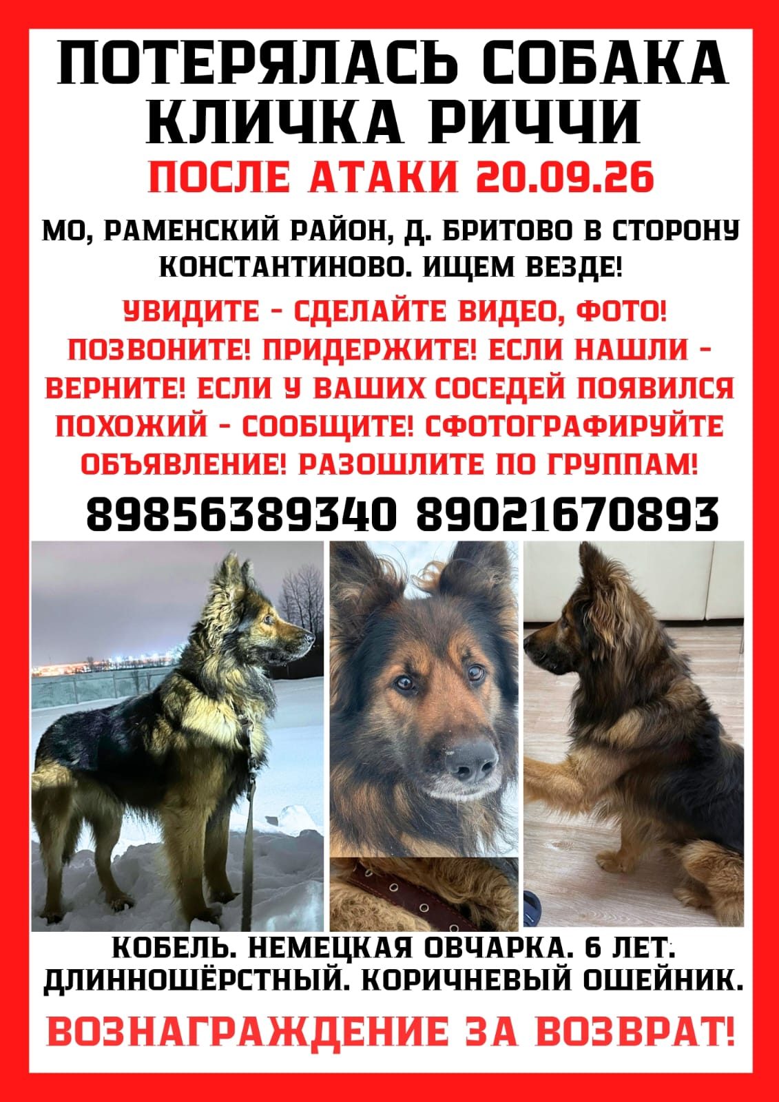Пропала собака в Раменском — Помогите пожалуйста найти друга🙏